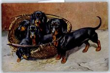 Welpen Dackel