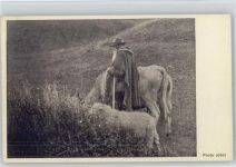 Schafhirte Berufe Schaf