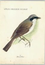 Neuntöter Vögel unserer Heimat Nr. 19 Verlag Jugendherbergswerk Vogel