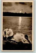 Schwäne Schwan