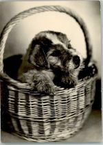 Foxterrier-Welpe im Korb Terrier