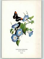Kalifornischer Schillerfalter an Winde Schmetterling