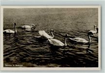Schwäne im Bodensee Schwan