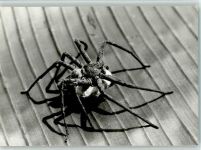 Großaufnahme Spinne 1965 Foto AK
