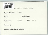 25859 W2251 Hooge, Hallig FOTO KEINE AK
