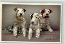 Begro Elite 3367 Aristrokaten AK Terrier 1935