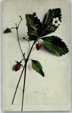 Wilde Himbeeren AK Frucht, Gemüse 1907