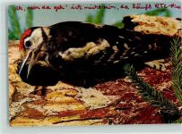Specht AK Vogel