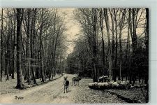 28857 W2808 Syke 1911 - Wildtiere im Gehölz