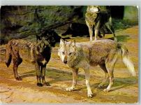 DJH Spende Nr. 13 Wölfe Jugendherberge Wolf
