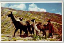Lima - Lama Indigene