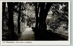 97980 W6990 Bad Mergentheim - Platanenallee im Schlosspark