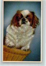 gute Erhaltung Pekinese
