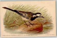 Weisse Bachstelze Motacilla alba Vogelschutz Serie II 1. Aufl. sign W. Heubach Vogel Künstlerkarte