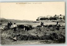 20217 Saint-Florent - le fond du Golfe Rindvieh