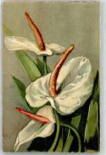 Blumen Chiostri, C. & S. 1925
