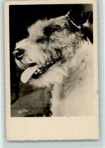 Hundekopf Foto AK Terrier
