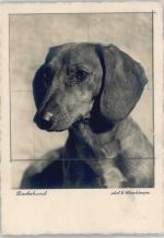 Dachshund Foto AK Dackel