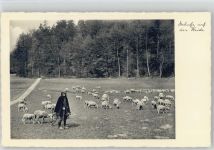 Schafhirte - Beruf