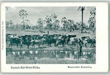 Namibia Wasserstelle Ovambolua Rinder
