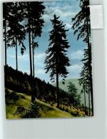 38640 W3380 Hahnenklee FOTO KEINE AK Wald
