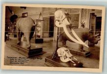 Tervuren Tervueren Foto AK Ausstellung Museum Zootiere