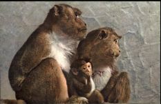 Affe