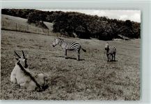 Zebras und Antilope Exotisches Tier