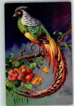 Goldfasan Vogel