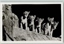 Löwinnen Zoo
