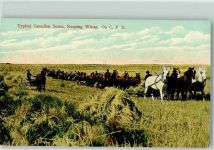 Canadian Scene, Reaping Wheat Tiergespanne Landwirtschaft