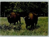 W3257 Springe , Deister Bison Büffel