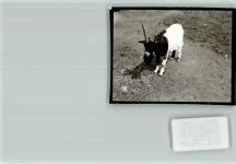W3300 Braunschweig Zoo Ziege Ziege FOTO KEINE AK