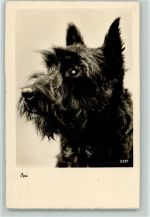 Zwergschnauzer Hund