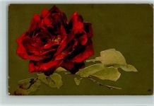 Werbung Chicoree Superlieure Rose 1922