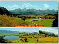 87642 W8959 Buching - Forggensee Kühe Rückseite mit Abschürfungen bzw Kleberesten