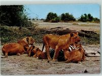 Lions with a kill Edition East Africa Nr. 1419 AK Löwe