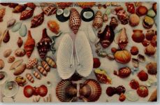 Tropical Florida Shells Found AK Muschel Gebrauchsspuren