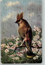 Bömischer Seidenschwanz Erika Nr. 2652 Vogel 1908