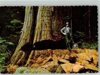 Red Cedar Baumfäller Forstwirtschaft