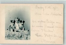 W8000 Pasing Kleines Kind mit zwei Hunden Hutmode Ort lt. Stempel Welpe 1898 Privatfoto AK