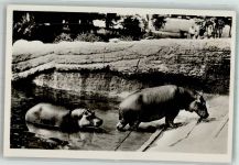 W2000 Stellingen Nilpferde Afrikanisch Steppe Zoo