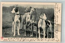 Greyhound Windhund 1901