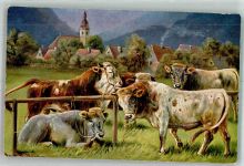 Rinder Müller, A. (München) 1906 Künstlerkarte