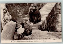 Berberaffengruppe im Gorges de la Chiffa Algerien Affe 1928