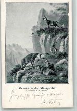 sign. Müller Gemsen in der Mittagsruhe Bergtier 1903 Künstlerkarte