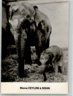 Rapperswil SG Elefantenmutter mit Kind Ort lt. Stempel Elefant Foto AK