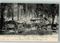 Kreuth Bad 1907 - Wildfütterung