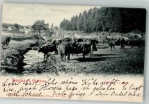 38700 W3389 Braunlage 1906 - Kuhherde
