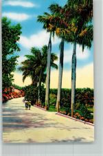 Hamilton 1951 Foto AK Royal Palms South Shore Road